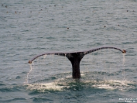 54245CrLe - Gatherall's Puffin - Whale Watch - Bay Bulls.jpg